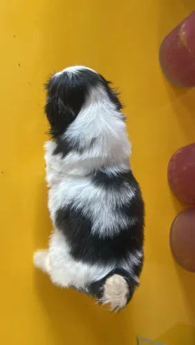 vendo dois filhotes macho da racha Shih Tzu baixei o preço pra vender logo 900 reais cada
