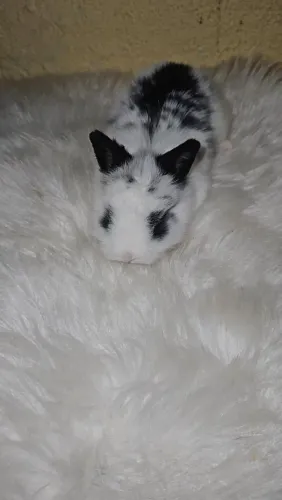 Mini coelho pra venda
