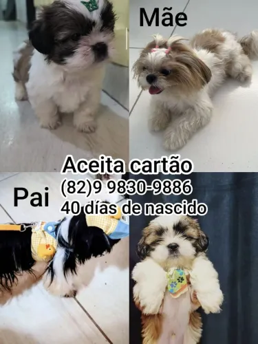 Vendo filhote de Shitzu 