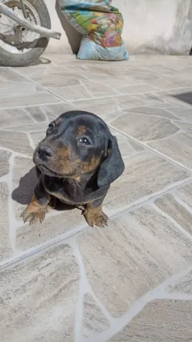 Filhotes de Basset dachshund