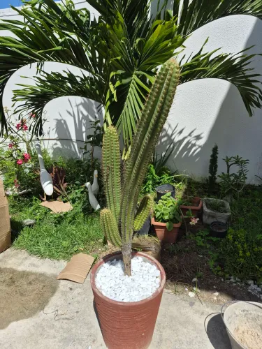 Cacto mandacaru