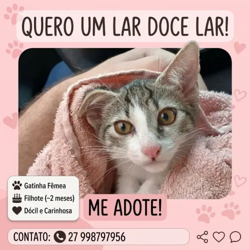 Gatinha precisa de um lar.