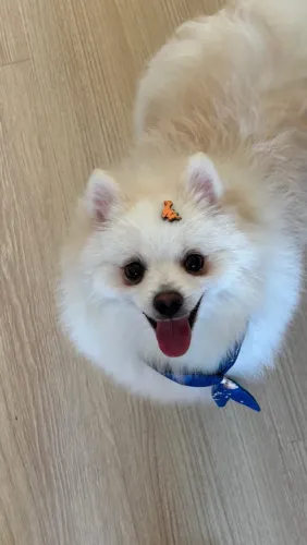 SPITZ ALEMÃO ADULTO