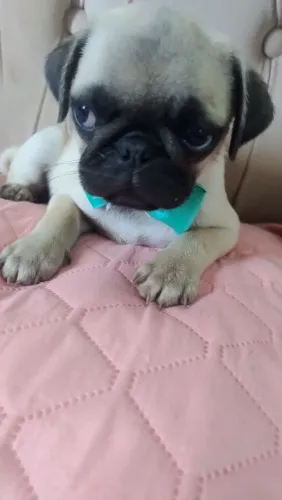 Macho Pug BAURU 