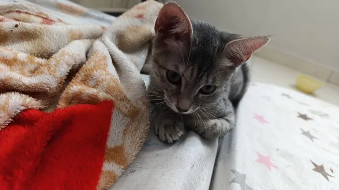 Gatinhas fêmeas para adoção