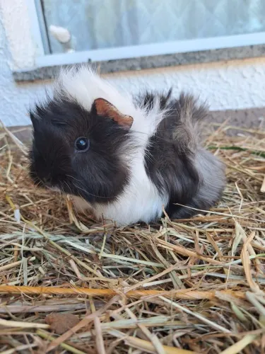 Porquinho da índia 