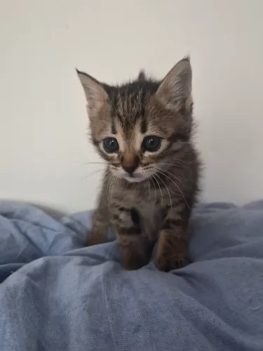 Filhote de Gatinhos