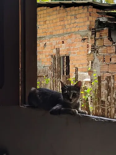 GATINHA PARA DOAÇÃO RESPONSÁVEL