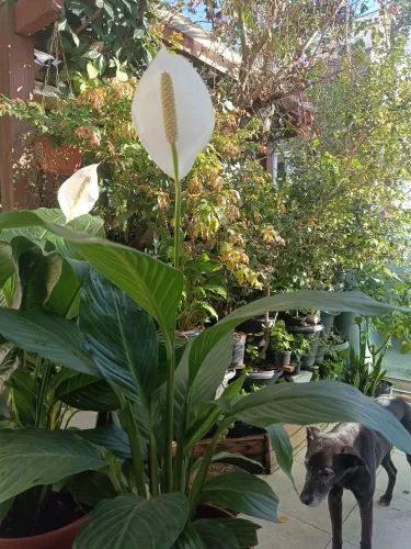LÍRIO DA PAZ EM FLORAÇÃO - ELEGÂNCIA E PURIFICAÇÃO PARA O SEU LAR!