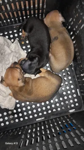 Pinscher Macho Número 01