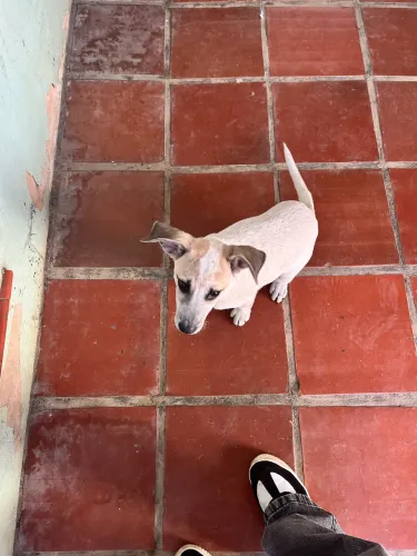 Cachorra