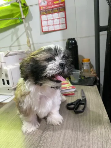 Cachorro