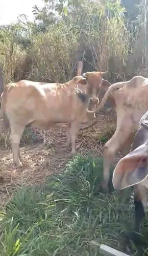 2 vacas gordas para corte