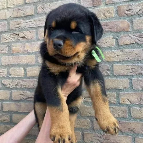 Filhotes rottweiler com pelagem densa e ótima estrutura óssea