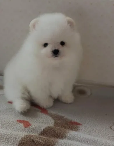 Cachorro Lulu da Pomerania presente perfeito no Dia das Crianças