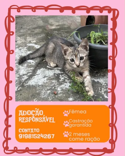 Gatinha filhote 2 meses