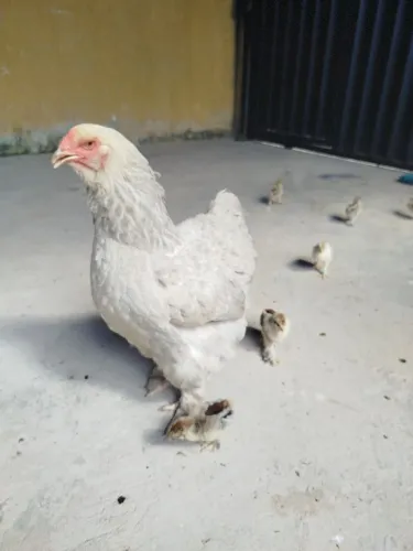 Pintinhos da raça Brahma