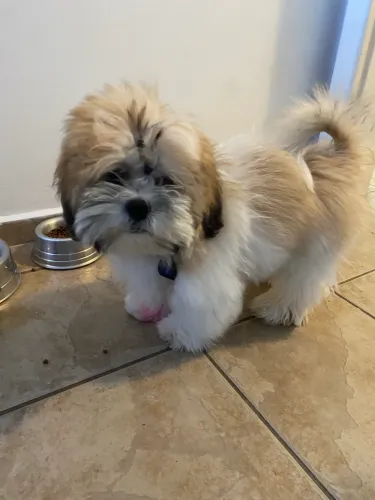 Shitzu 