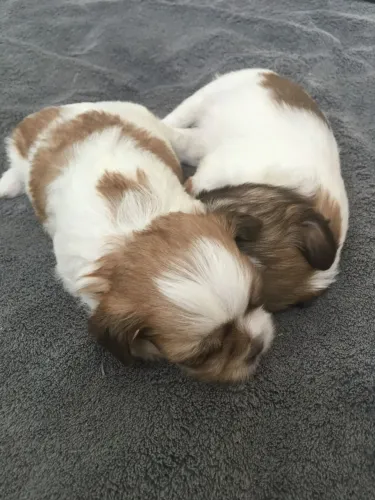 Shih tzu filhote lindo