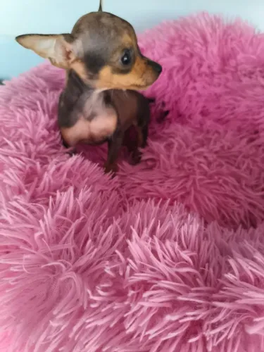 Pinscher mini fêmea 2 meses 520gr