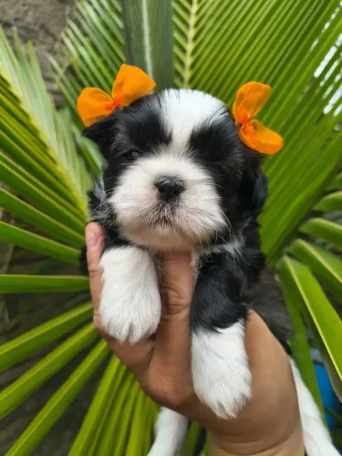 Shitzu fêmea Pandinha