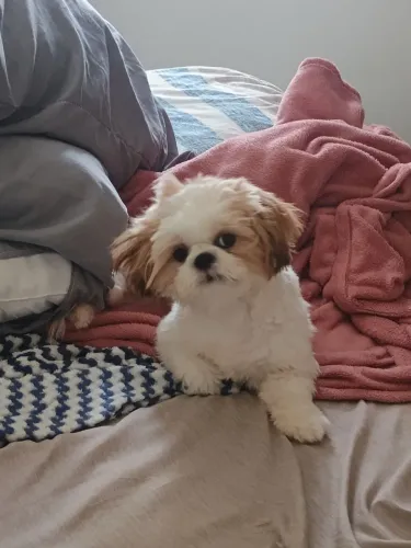 Shitzu 5 meses
