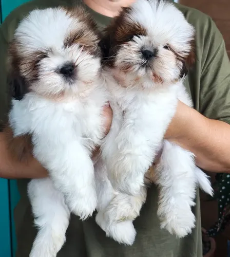 FILHOTES DE SHIH-TZU FÊMEA E MACHO 60 DIAS