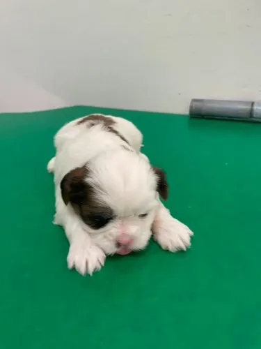 Shih Tzu fêmea - Vacinada e Vermefugada 
