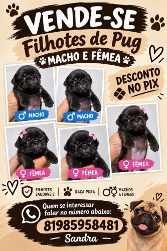 Vende-se filhote de pug