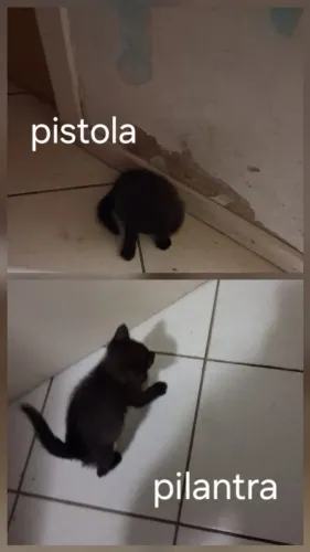 Doa-se gato filhote