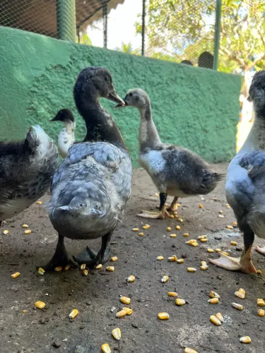 Patos para sítio ou casa 