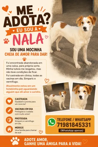 Adoção Cadela Castrada
