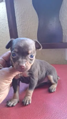 Pinscher chocolate macho a pronta entrega 