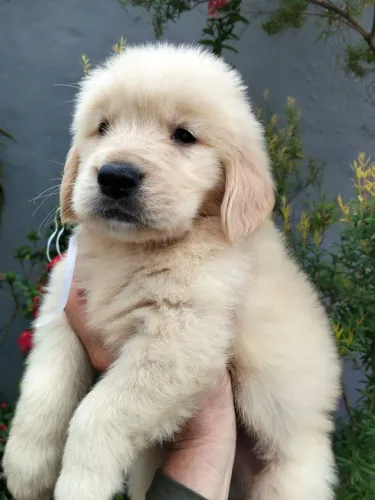 Filhotes de Golden Retriever Lindos com Exames e Pedigree !