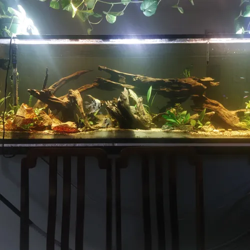 Tronco natural Para aquario 