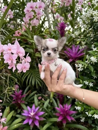 Chihuahua fêmea pelo longo miniatura pedigree