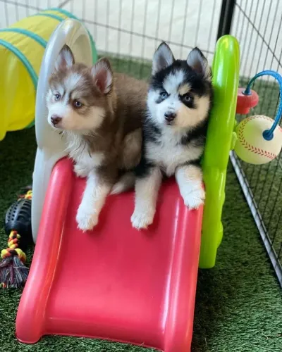 Husky Siberiano - Um Cachorrinho Cheio De Qualidades Esperando Por Você