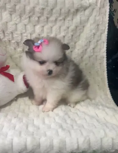 Spitz fêmea anâ com pedigree aceito cartão