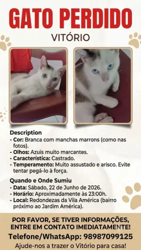 Gatinho desaparecido