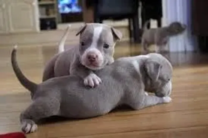Pitbull e monster filhotes disponiveis