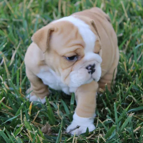 BullDog Inglês: Entregamos no conforto do seu lar