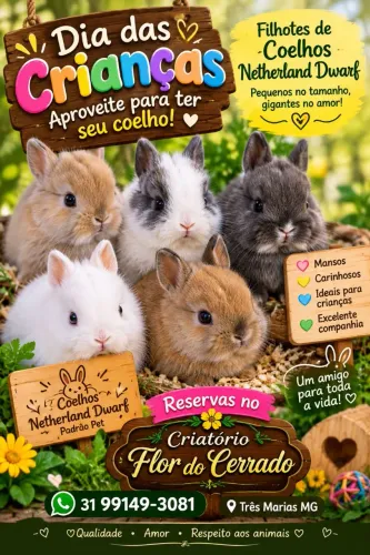 Vendo coelhos Netherland Dwarf 