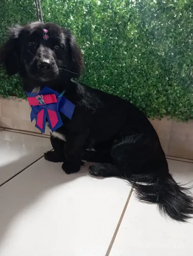 Dachshund pelagem longa fêmea