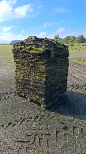 Esmeralda de terceira 5.00