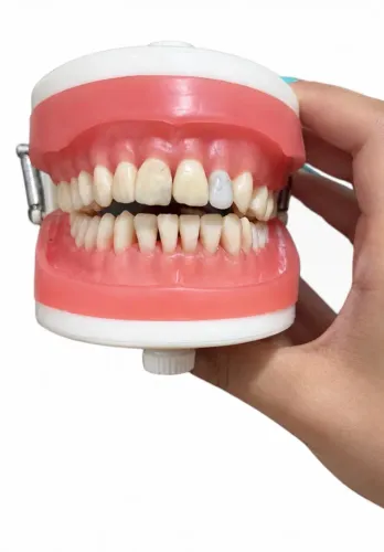 Manequim de Dentistica (Estudante de Odontologia)