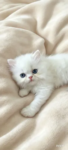 Filhote Gato Persa