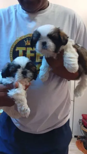 Macho Shitzu. Vai fazer 2 mês