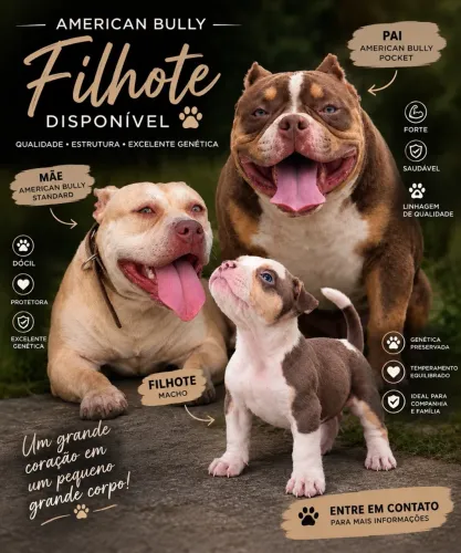 American bully pocket