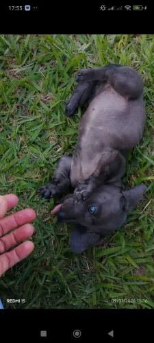 Cachorro Basset FÊMEA