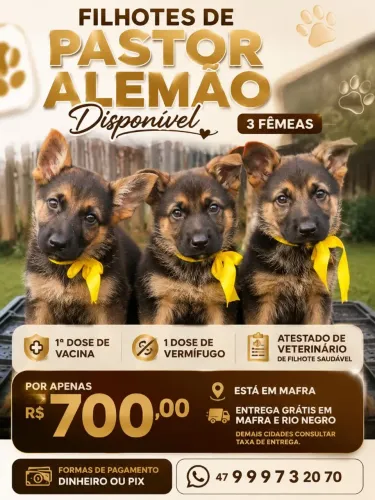 Pastor alemão fêmea disponível $700